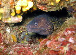 murena